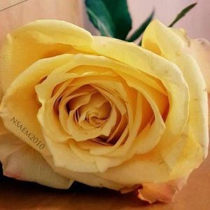 Meet your Posher, Gehane